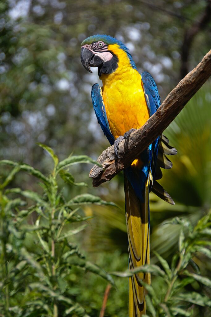 Vibrant Macaw Wallpaper: Striking Blue & Yellow Tropical Background