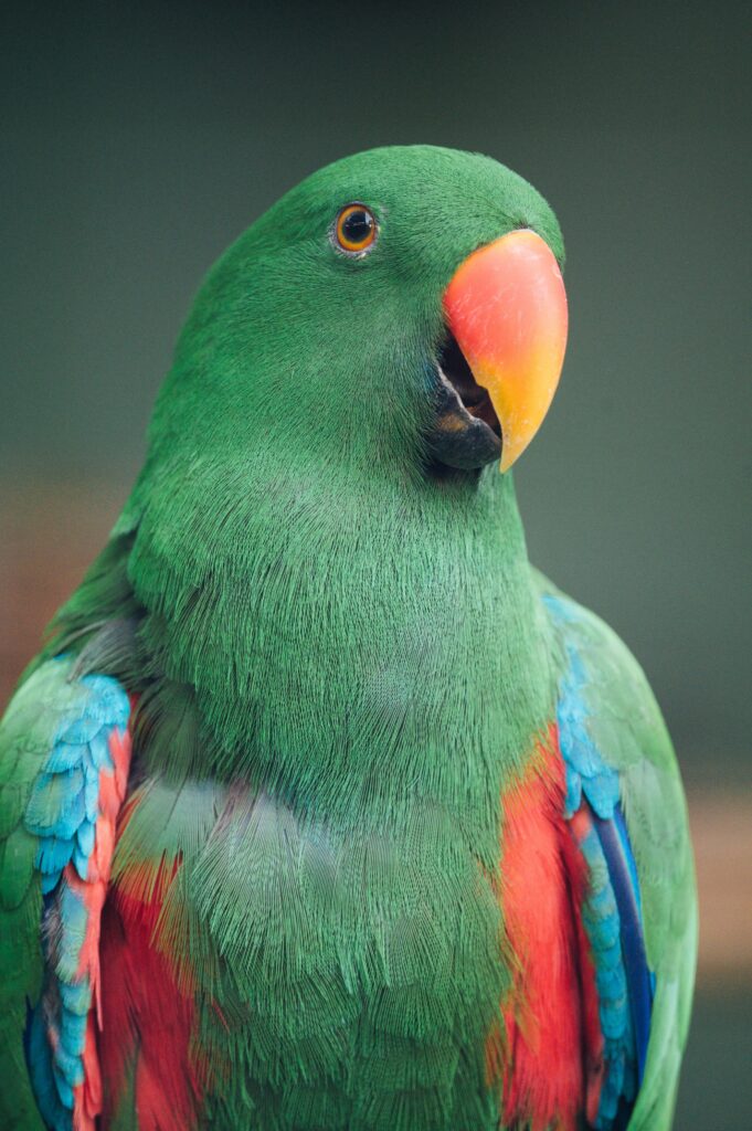 Vibrant Macaw Wallpaper: Bold Colors & Lush Green Feathers