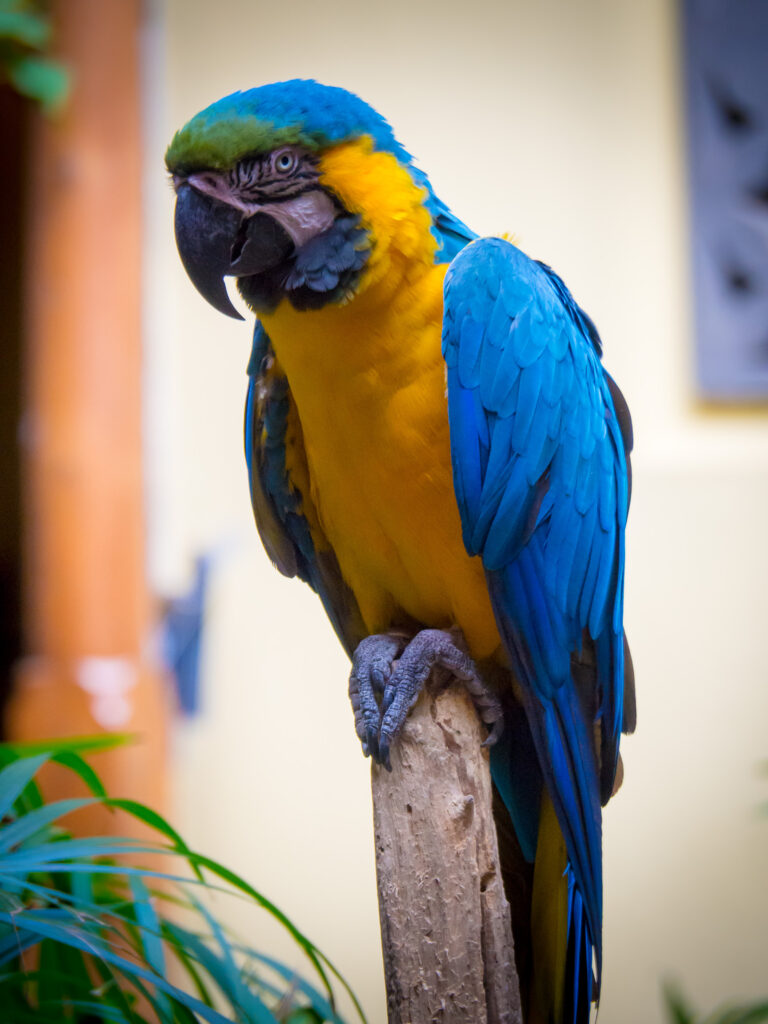 Stunning Macaw Wallpaper: Vibrant Blue & Yellow Parrot Background