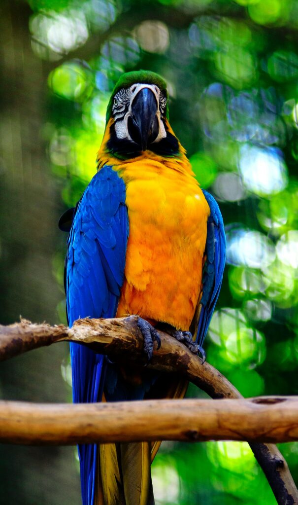 Stunning Macaw Wallpaper: Vibrant Blue & Yellow on Lush Green Background
