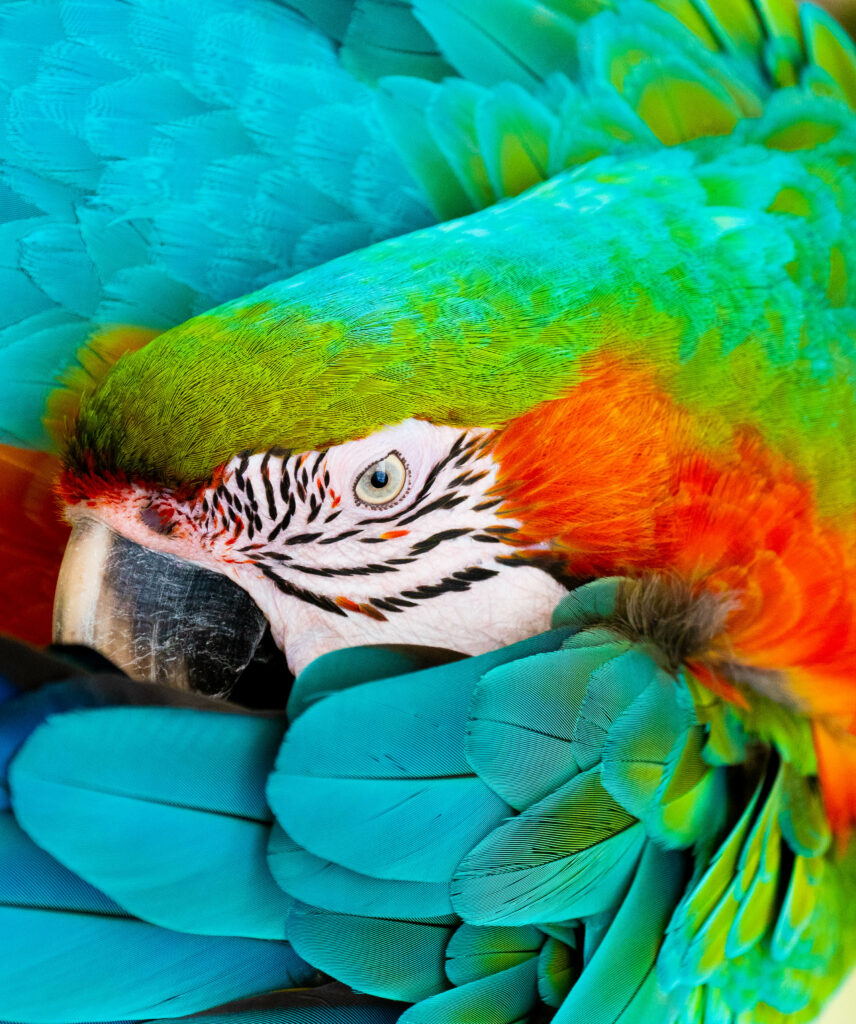 Vibrant Macaw Wallpaper: Stunning Feathers & Expressive Eye