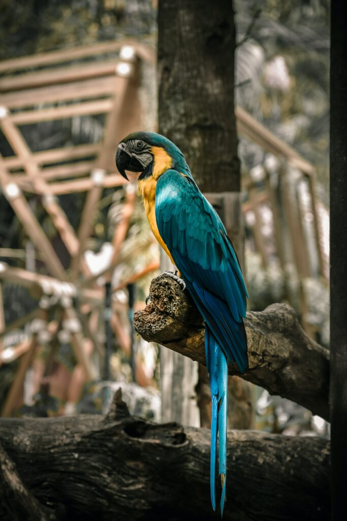 Vibrant Macaw Wallpaper: Colorful Parrot on Tree Branch Background