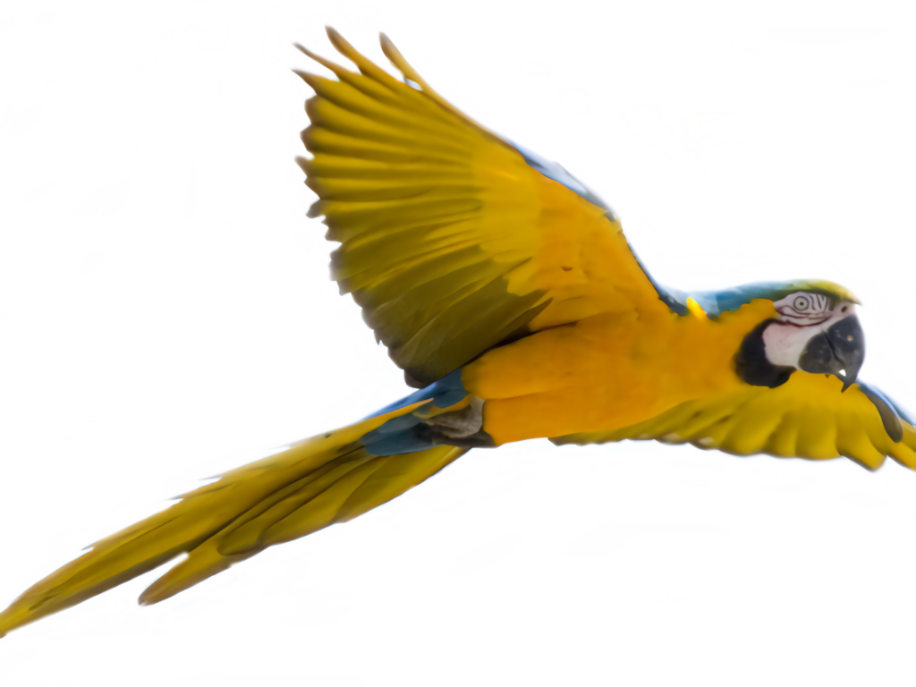 Vibrant Macaw in Flight: Stunning Yellow & Blue Wallpaper Background