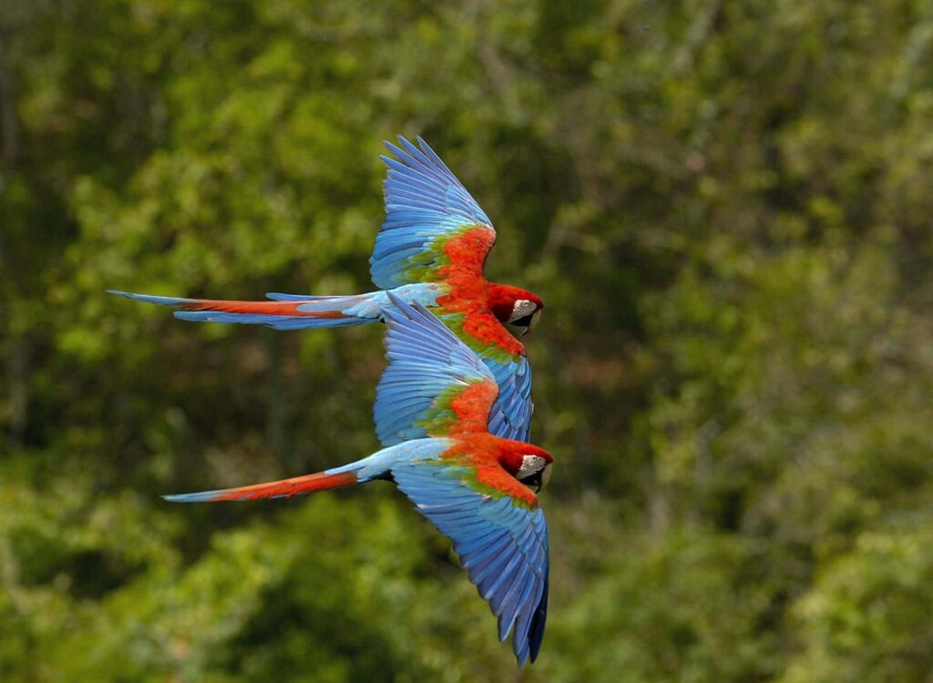 Vibrant Macaws Flying Over Lush Forest - Colorful Wallpaper Background