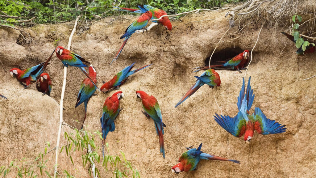 Vibrant Macaws Flying Near Forested Cliff - Colorful Wallpaper