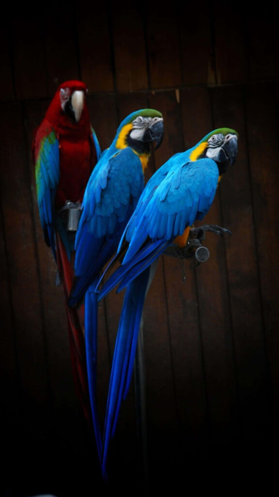 Vibrant Macaws on Rustic Wood: Striking Colorful Background Wallpaper