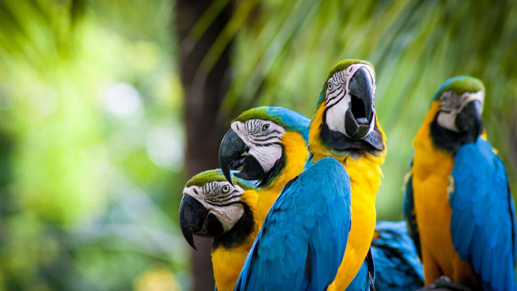 Vibrant Blue & Yellow Macaws: Lively Wallpaper with Natural Green Backdrop