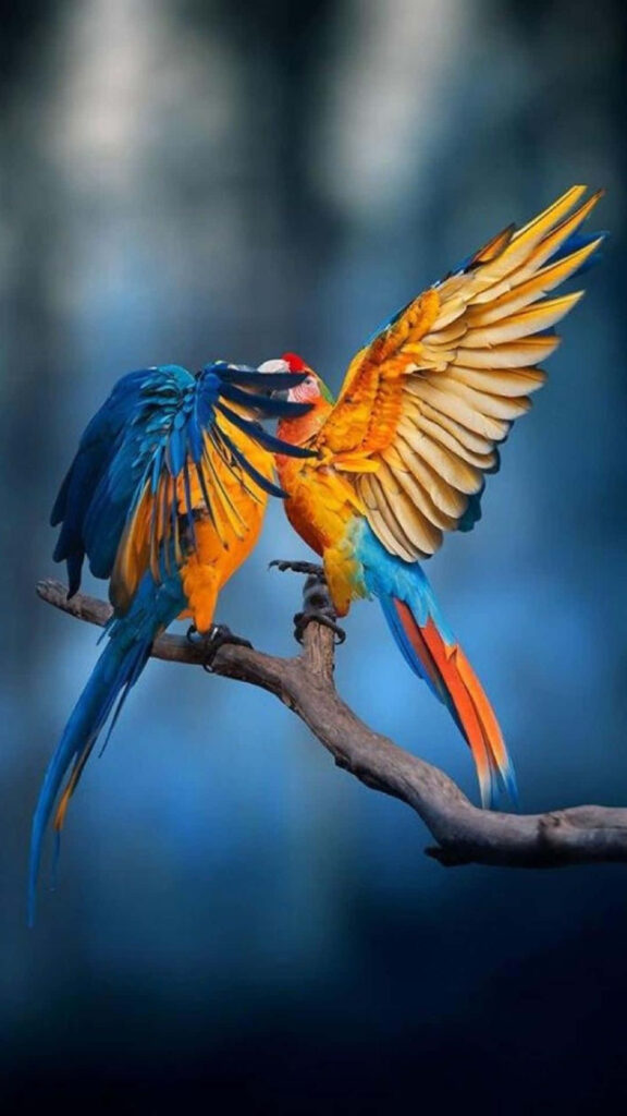 Vibrant Macaws iPhone Wallpaper: Colorful Nature Background
