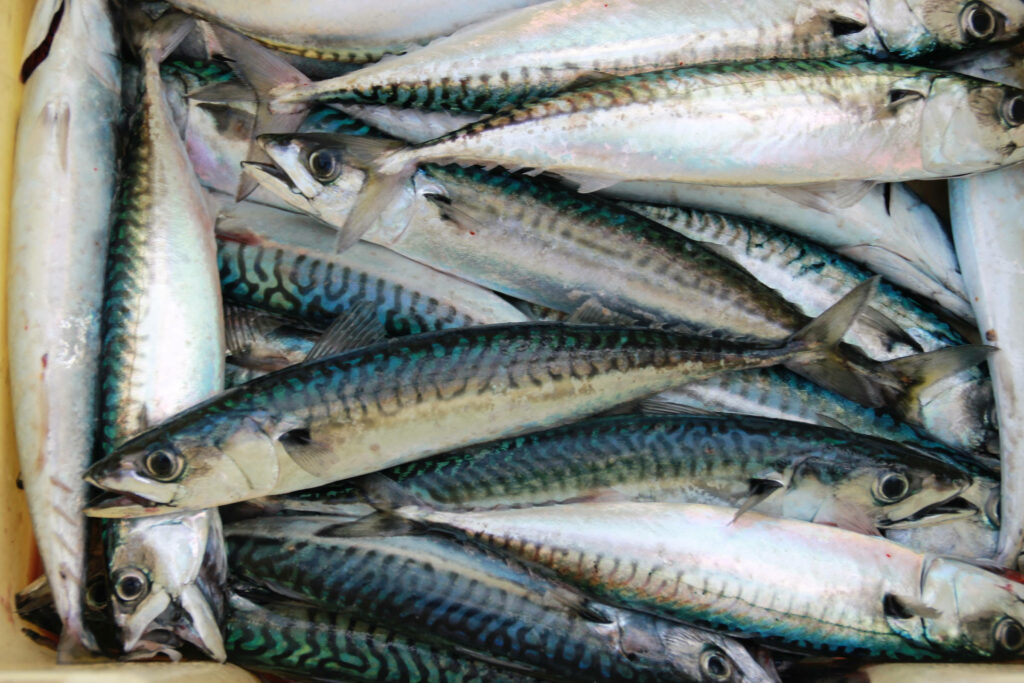 Vibrant Fresh Mackerel Fish Wallpaper: Silver & Blue-Green Scales