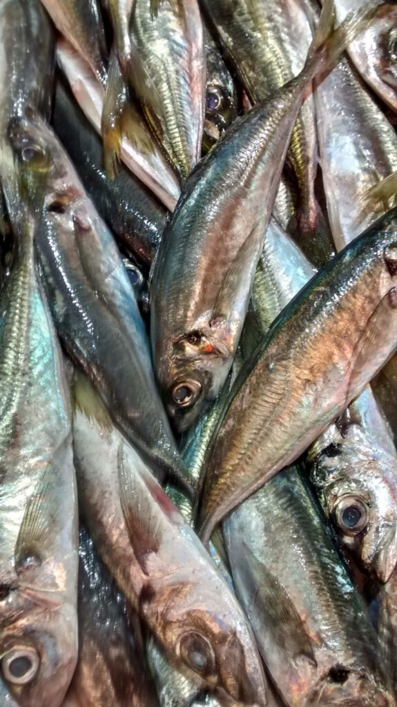 Vibrant Mackerel Wallpaper: Fresh Harvest with Shiny Scales