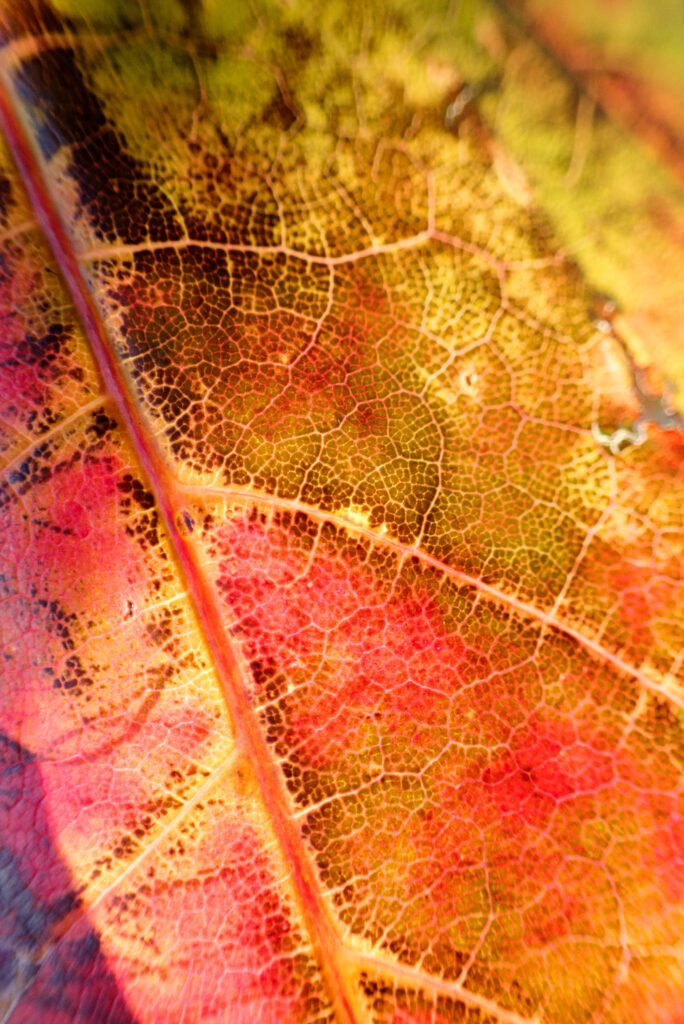Vibrant Autumn Leaf Macro: Colorful Veins & Texture Wallpaper