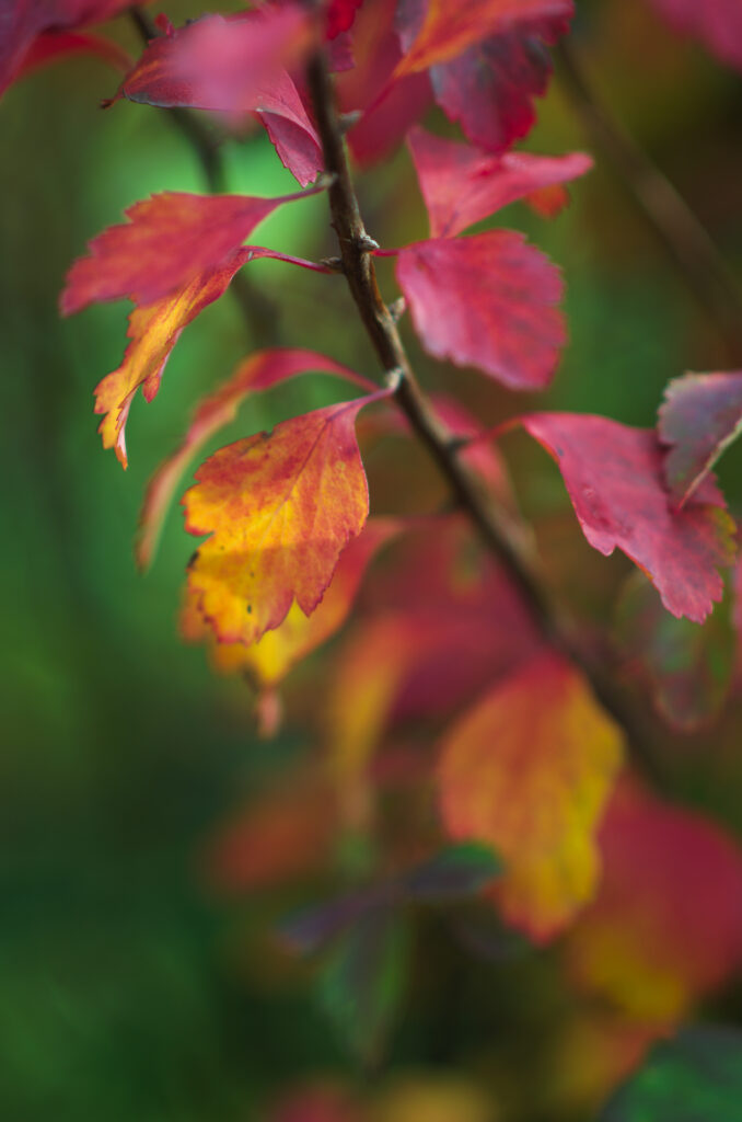 Vibrant Autumn Leaves Macro Shot: Rich Red & Yellow Wallpaper