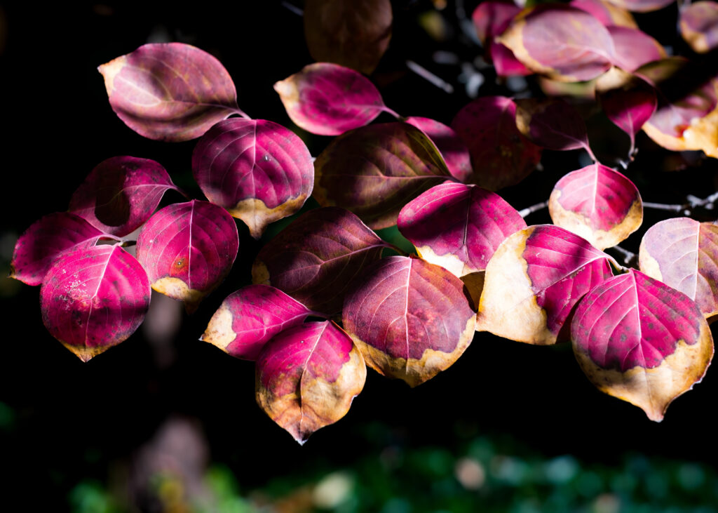 Vibrant Autumn Leaves Macro: Red & Yellow Wallpaper Background