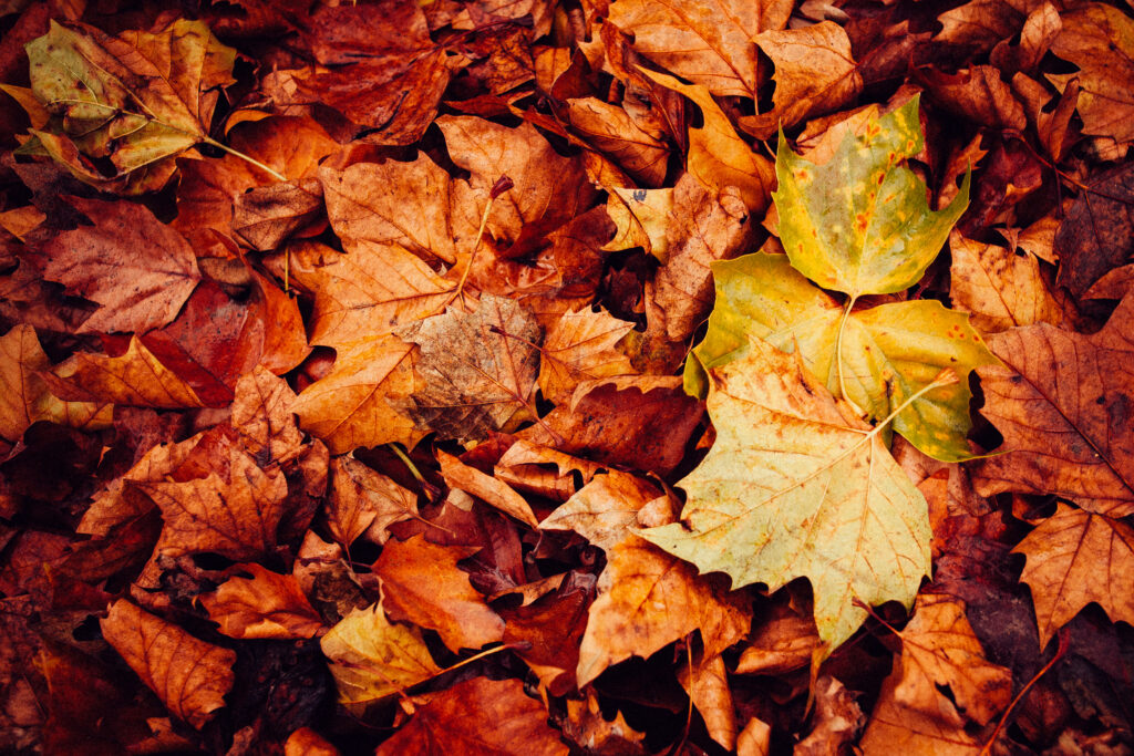 Vibrant Autumn Leaves Macro Wallpaper: Colorful Seasonal Charm