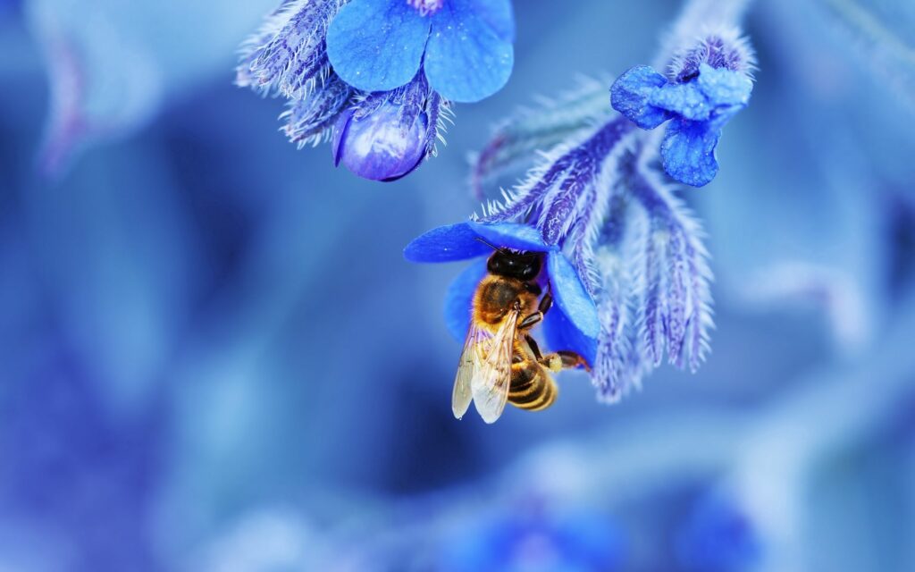 Vibrant Bee Macro Shot on Blue Flower - Intricate Nature Wallpaper