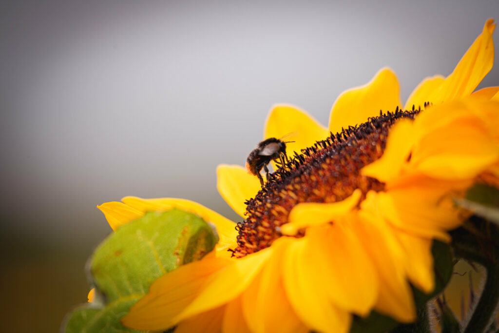 Bee on Bright Yellow Sunflower: Vibrant Macro Wallpaper Background