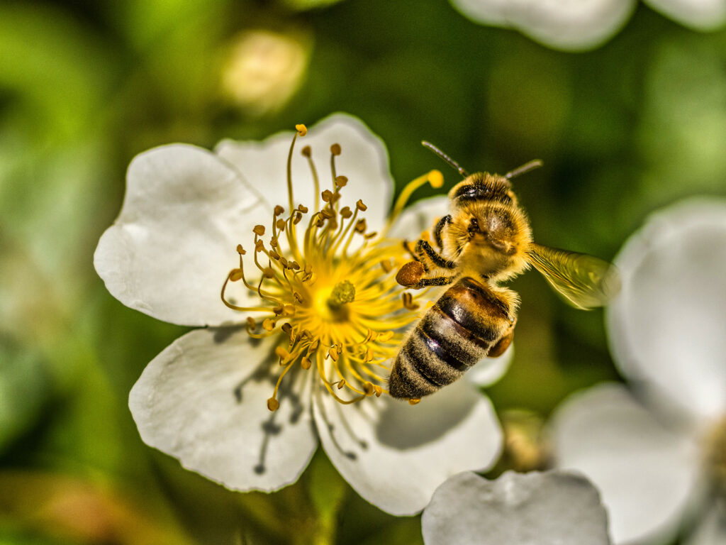 Macro Wallpaper: Bee Collecting Pollen from a White Flower