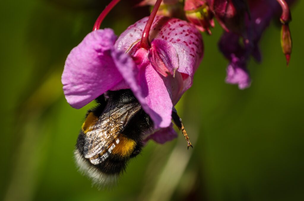 Stunning Macro Bumble Bee in Pink Flower - Nature Wallpaper Background