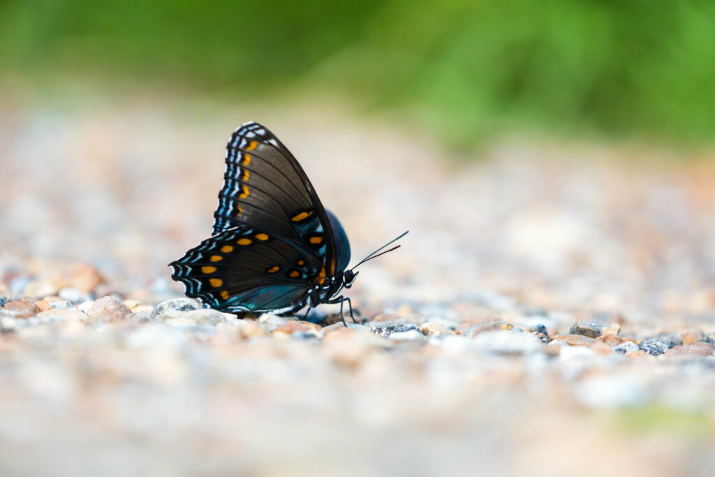 Stunning Macro Butterfly: Vibrant Wings on Textured Wallpaper Background