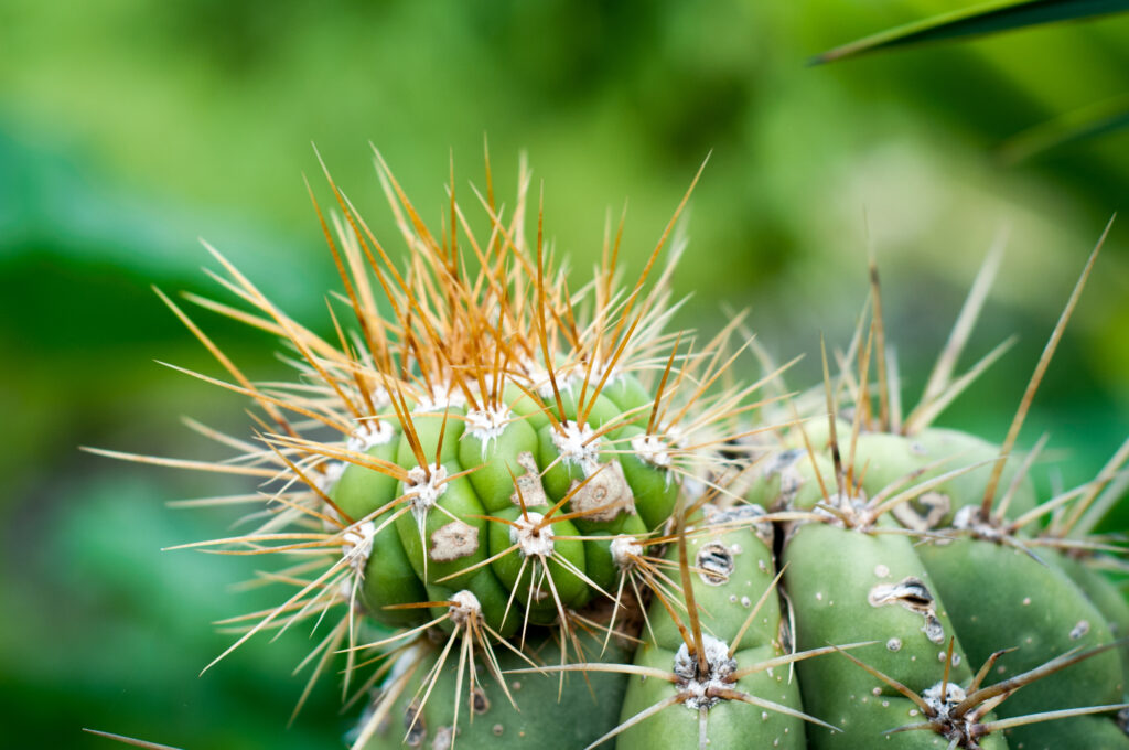 Vibrant Macro Green Cactus with Sharp Needles - Stunning Wallpaper