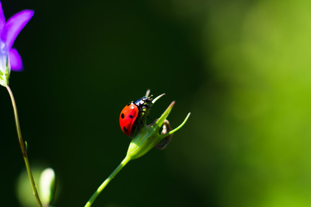 Vibrant Red Ladybug Macro Closeup Wallpaper on Green Plant