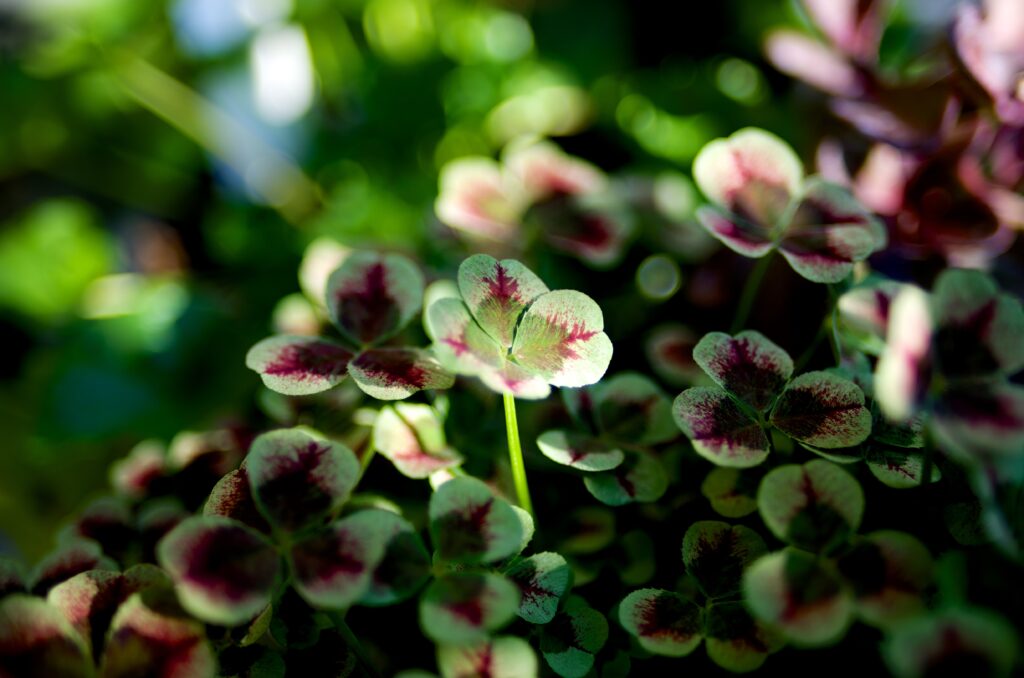Sunlit Clover Leaves Macro: Intricate Patterns for Stunning Wallpaper