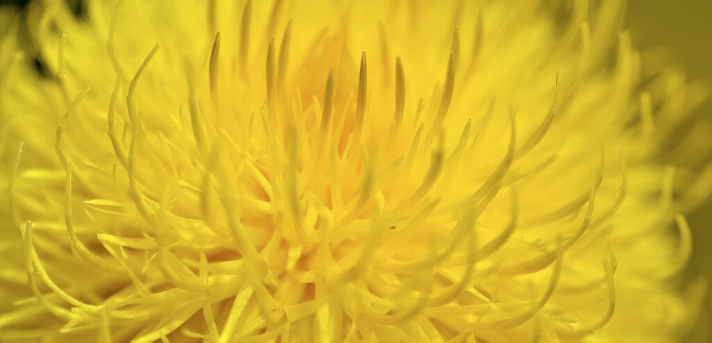 Intricate Yellow Dandelion Macro: Vibrant Floral Wallpaper Background