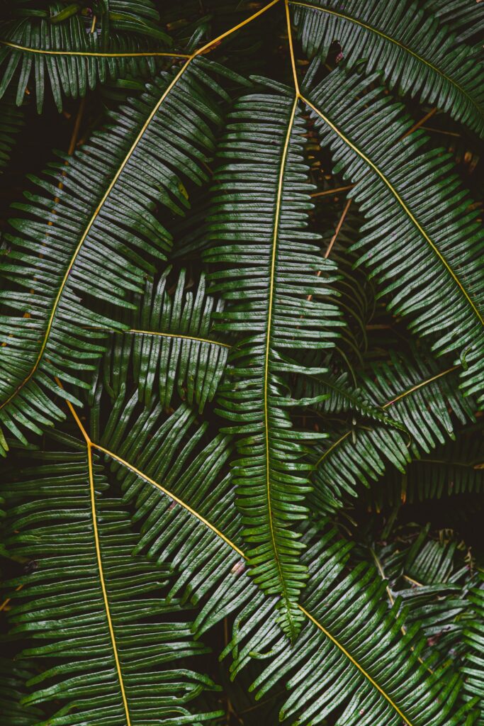 Vibrant Macro Fern Leaves: Intricate Green Patterns for Wallpaper