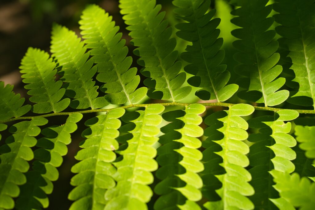 Vibrant Macro Fern Leaves: Intricate Patterns for Serene Wallpaper