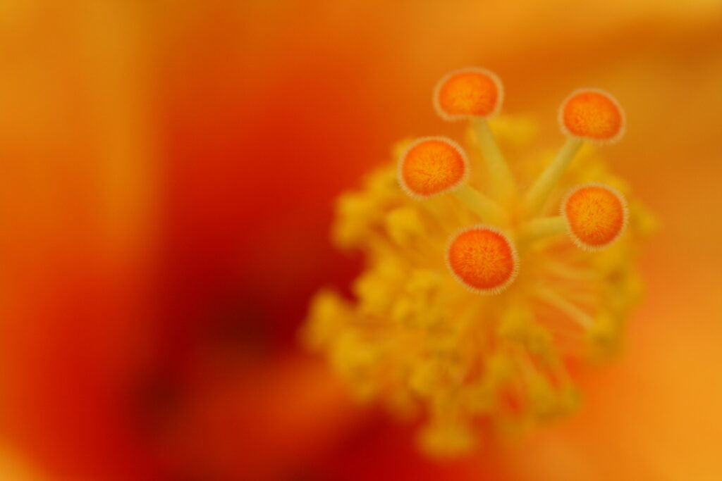 Vibrant Macro Flower Close-Up: Orange Stamens & Textures Wallpaper