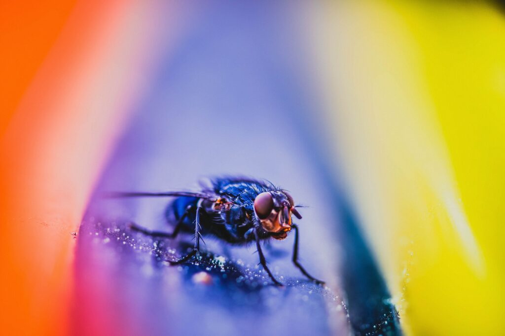 Vibrant Macro Fly Close-Up: Intricate Details with Colorful Wallpaper