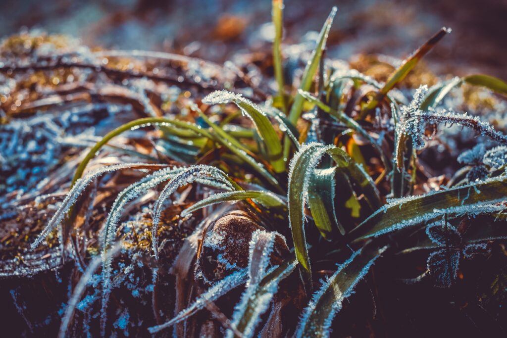Frost-Covered Grass Macro: Intricate Snow Details Wallpaper Background