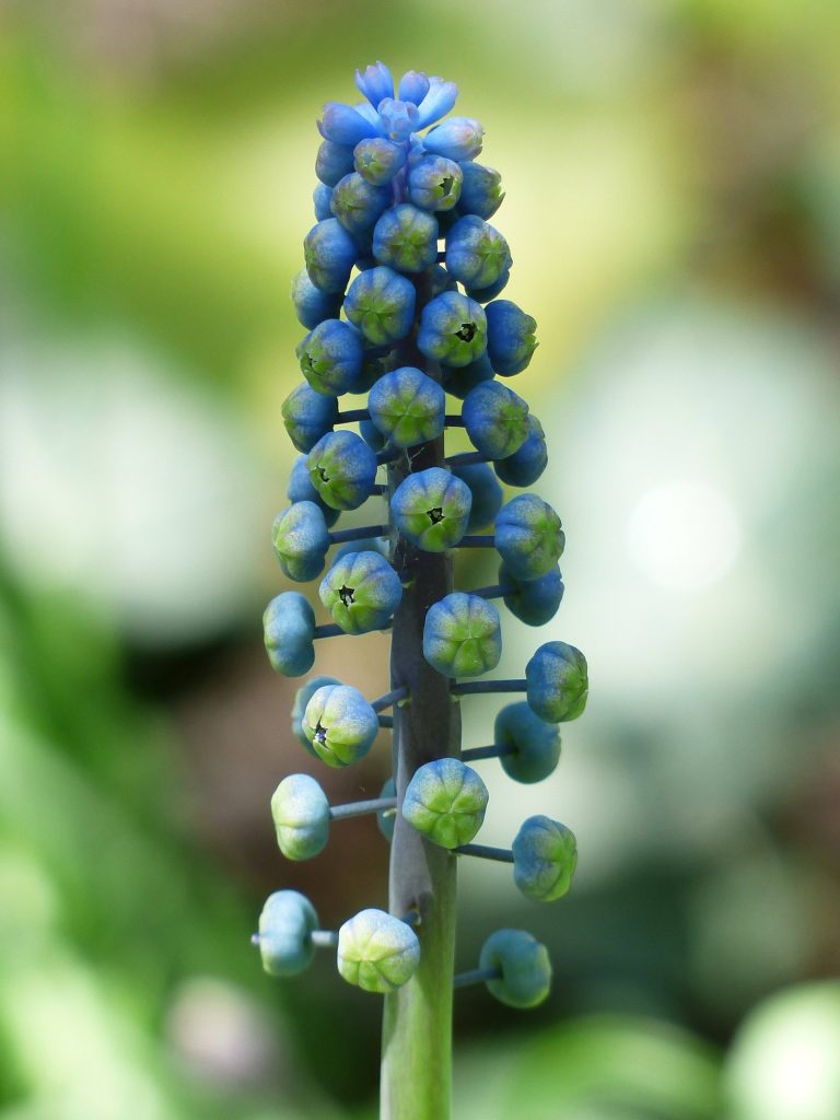 Macro photo of unopened Grape Hyacinth buds blue green floral beads with soft green bokeh background Wallpaper