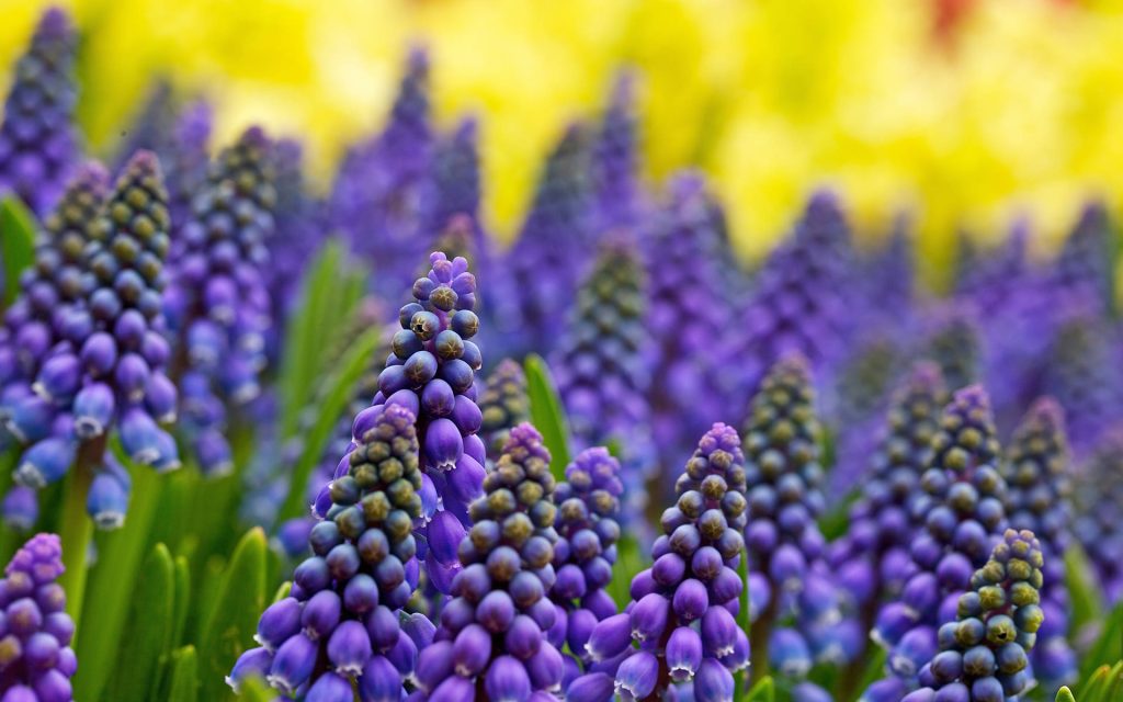 Macro close-up of vibrant purple Grape Hyacinth flowers with soft yellow blurred background Wallpaper
