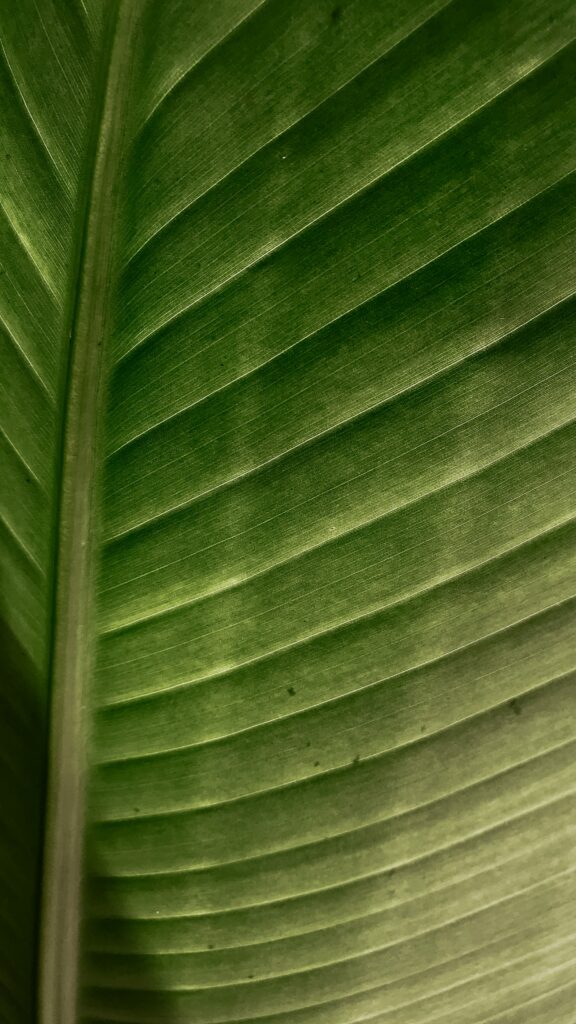 Vibrant Green Leaf Macro: Detailed Veins & Stripes Wallpaper Background