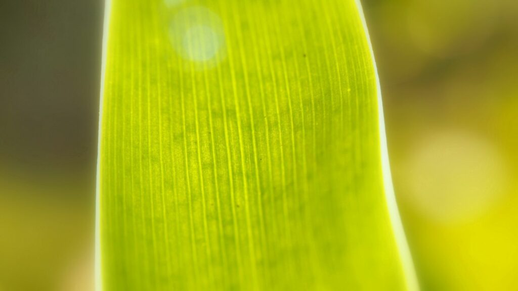 Intricate Green Leaf Macro: Vibrant Textures in Soft Natural Light Wallpaper
