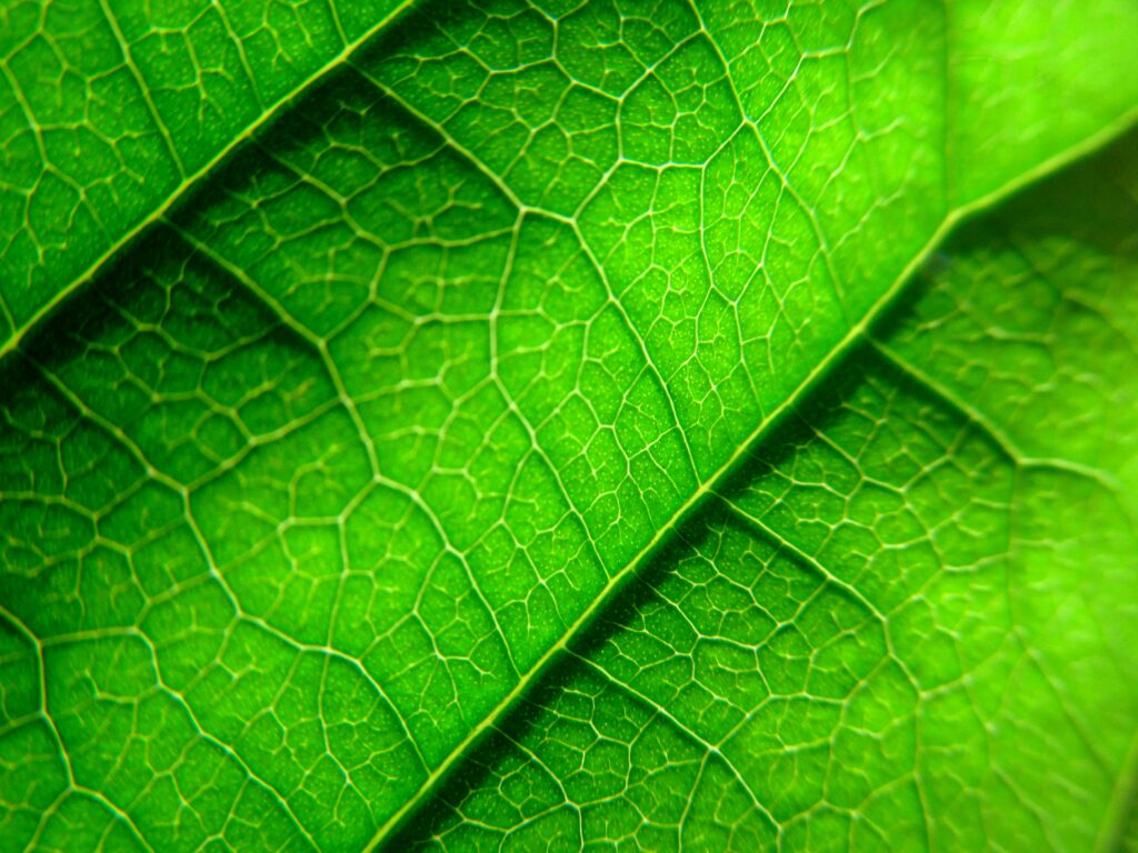Intricate Green Leaf Macro: Vibrant Plant Veins Wallpaper Background