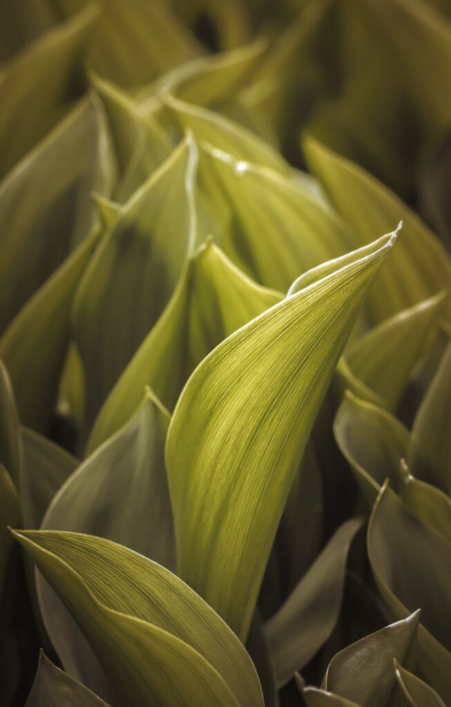 Vibrant Macro Green Leaves: Textured Patterns for a Refreshing Wallpaper