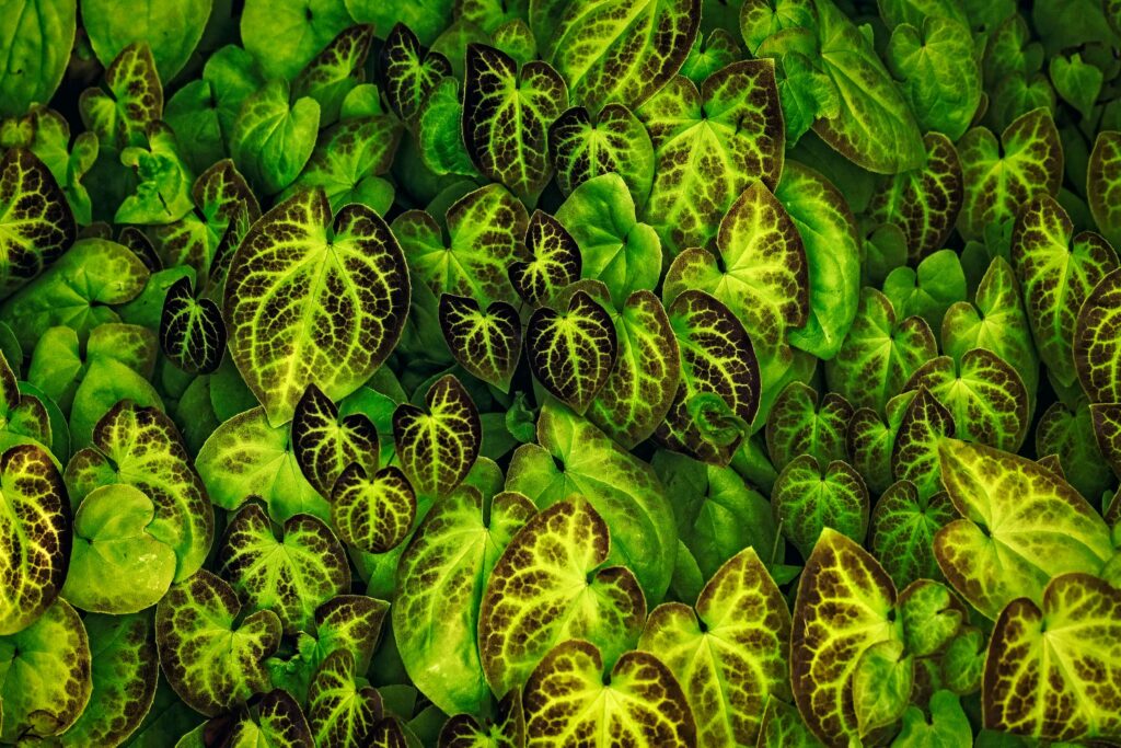 Vibrant Green Leaves Wallpaper: Macro View of Nature's Patterns