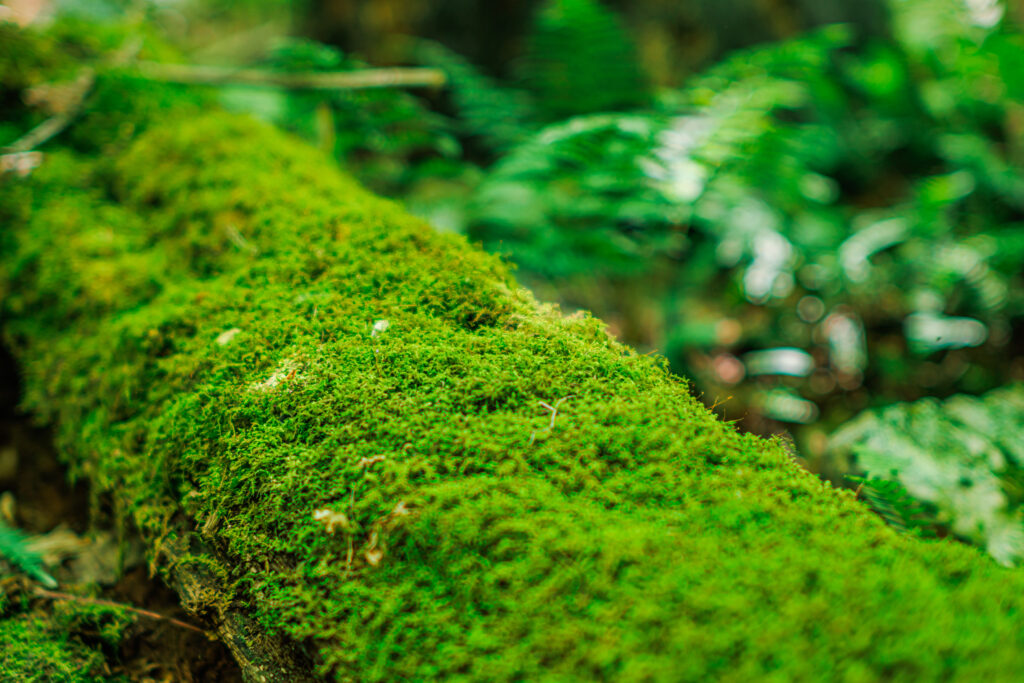 Vibrant Green Moss Macro Shot on Log - Nature Wallpaper Background