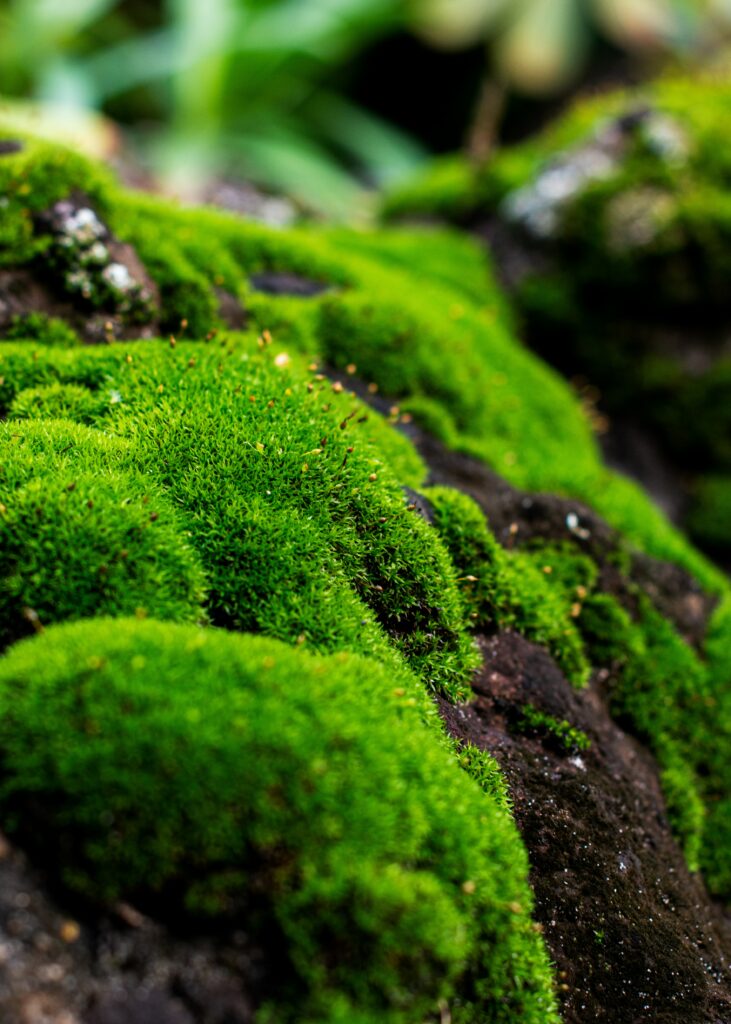 Vibrant Moss & Lichen Macro: Lush Green Texture Wallpaper Background