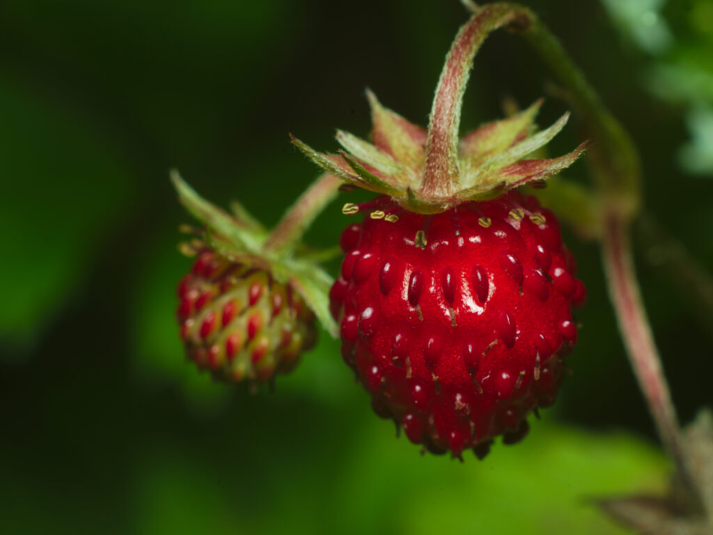 Vibrant Macro Image of Ripe Strawberries with Green Leaves Wallpaper