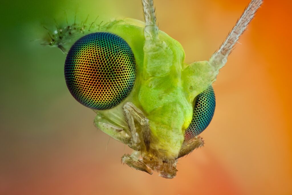 Vibrant Macro Insect Eyes & Antennae - Colorful Wallpaper Background