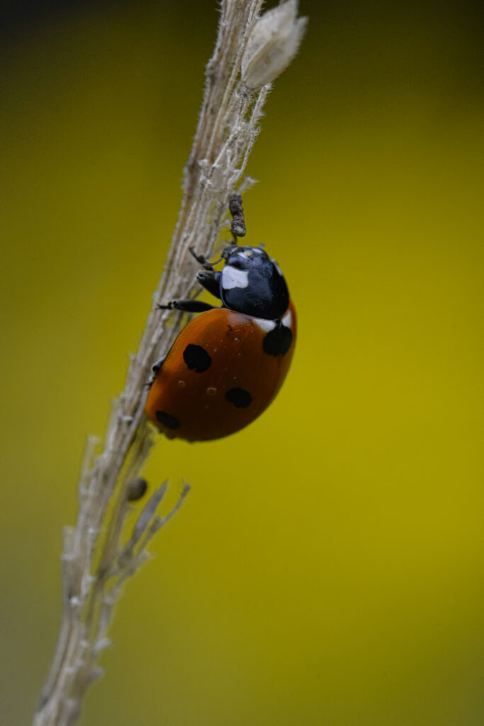 Macro Ladybug on Grass: Vibrant Wallpaper Background