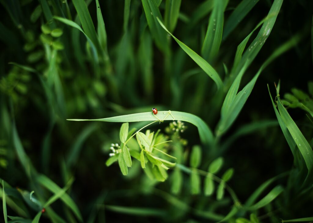 Vibrant Ladybug Macro on Grass: Lush Greenery Wallpaper
