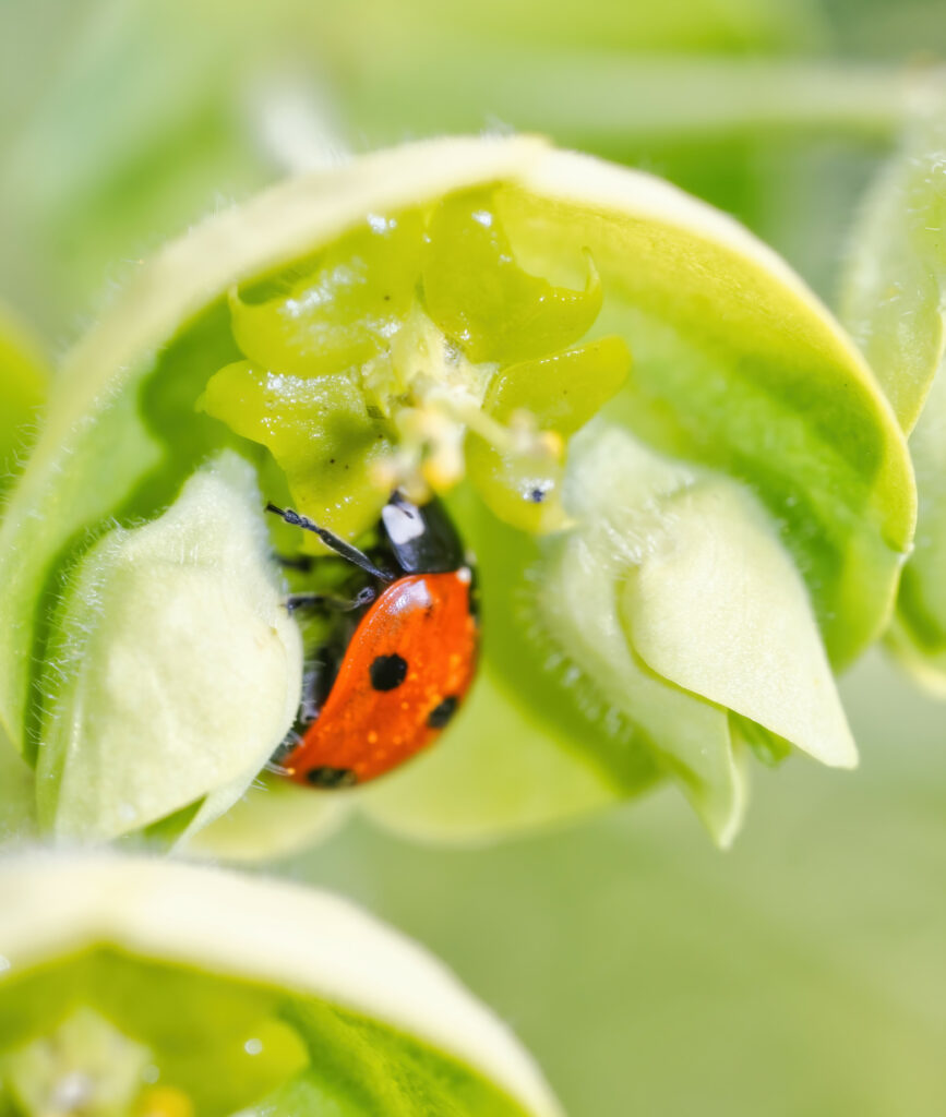 Vibrant Ladybug Macro on Green Flower – Stunning Wallpaper Background