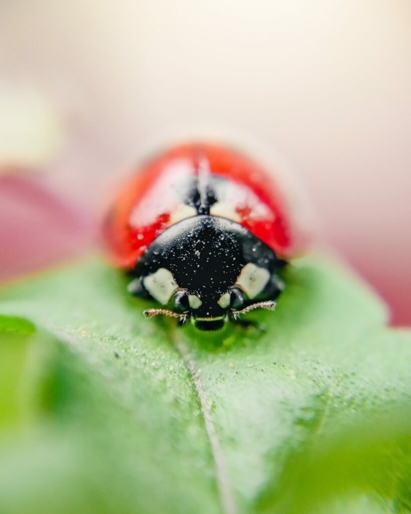 Vibrant Ladybug Macro on Green Leaf - Stunning Wallpaper Background