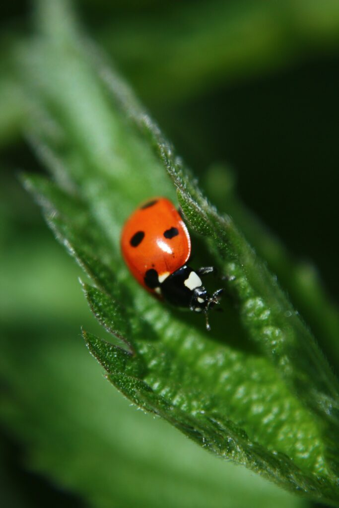 Vibrant Ladybug Macro on Green Leaf - Nature Wallpaper Background