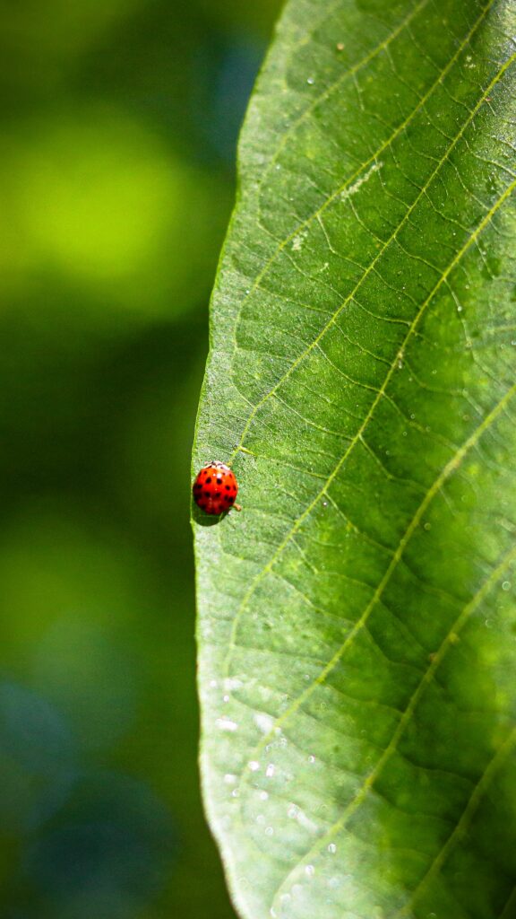 Bright Red Ladybug on Green Leaf - Vibrant Nature Wallpaper