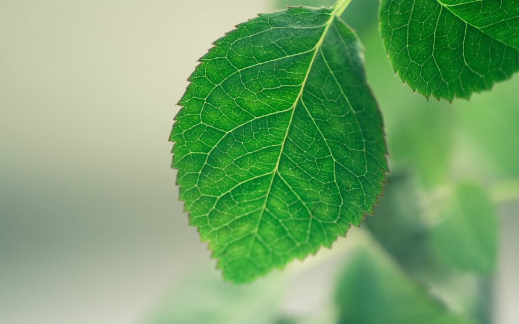 Vibrant Green Leaf Macro: Intricate Veins for Wallpaper Background